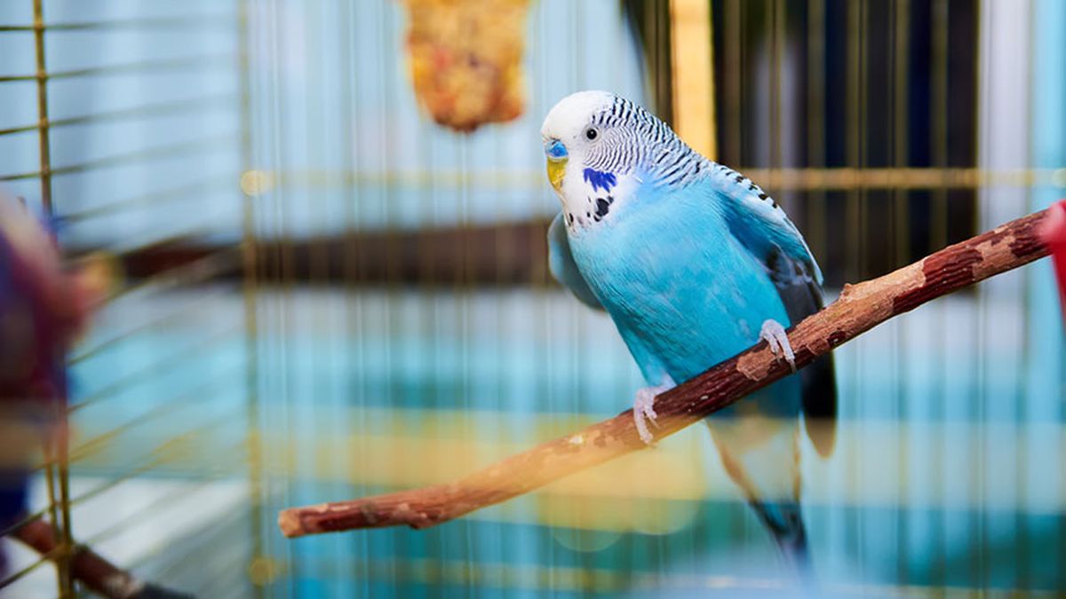 idioma periquitos agapornis 6