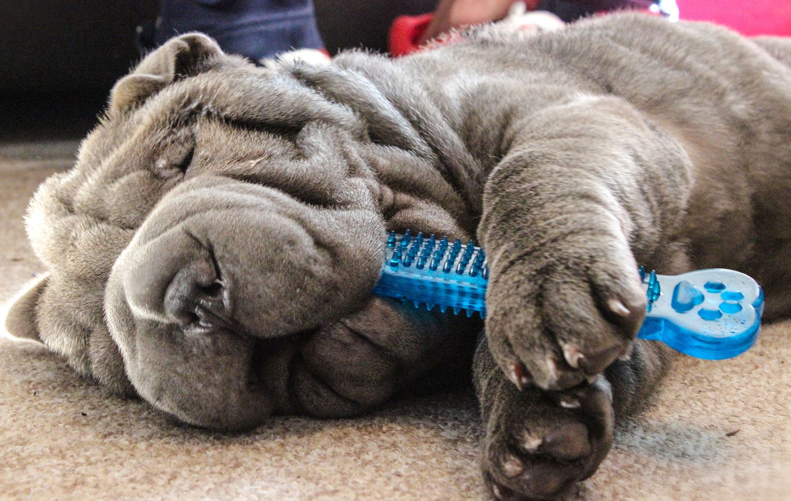 mascotas perro atragantamiento
