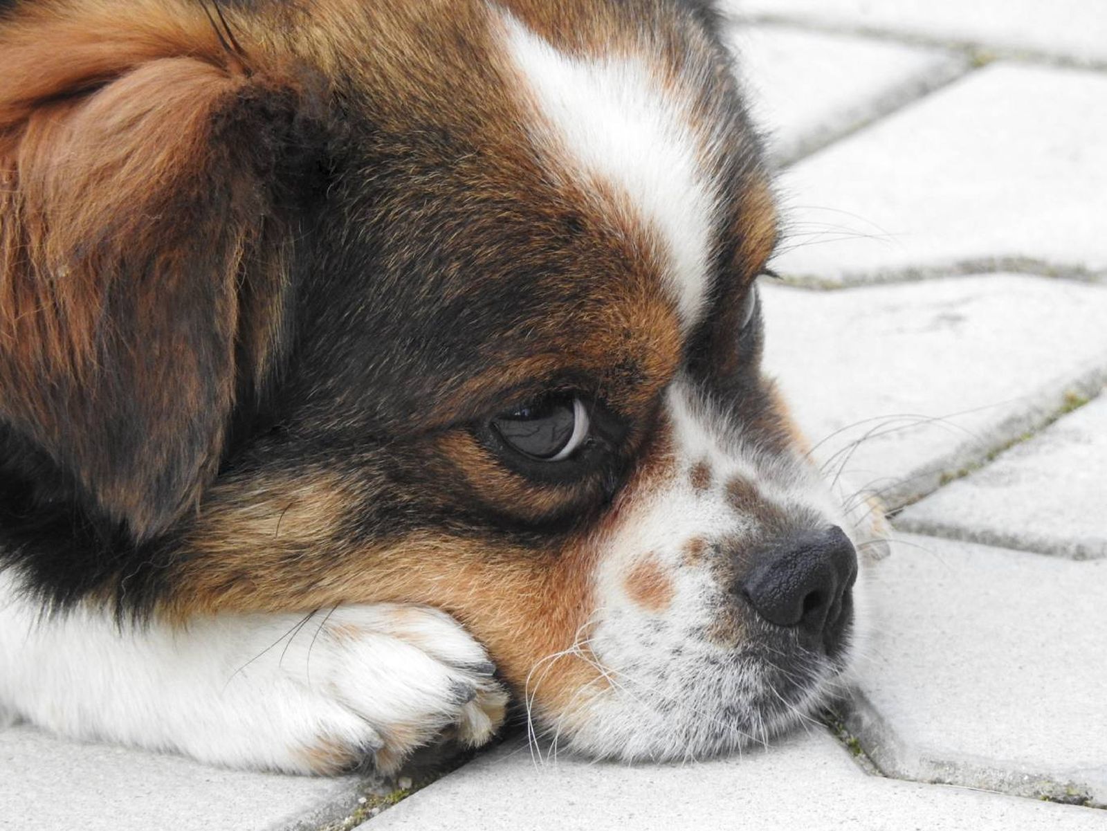 Hay muchas maneras de prevenir el contagio de nuestras mascotas. Hay muchas maneras de prevenir el contagio de nuestras mascotas.