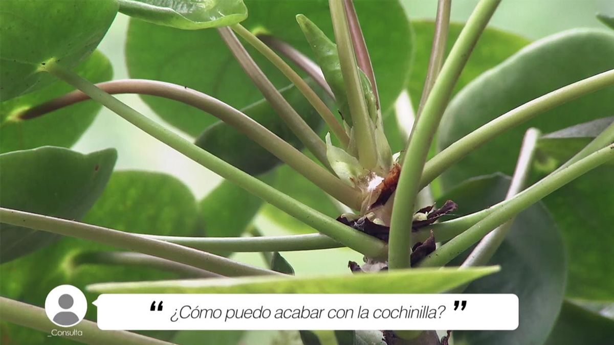 brico 1035 jardin como acabar con la cochinilla xl