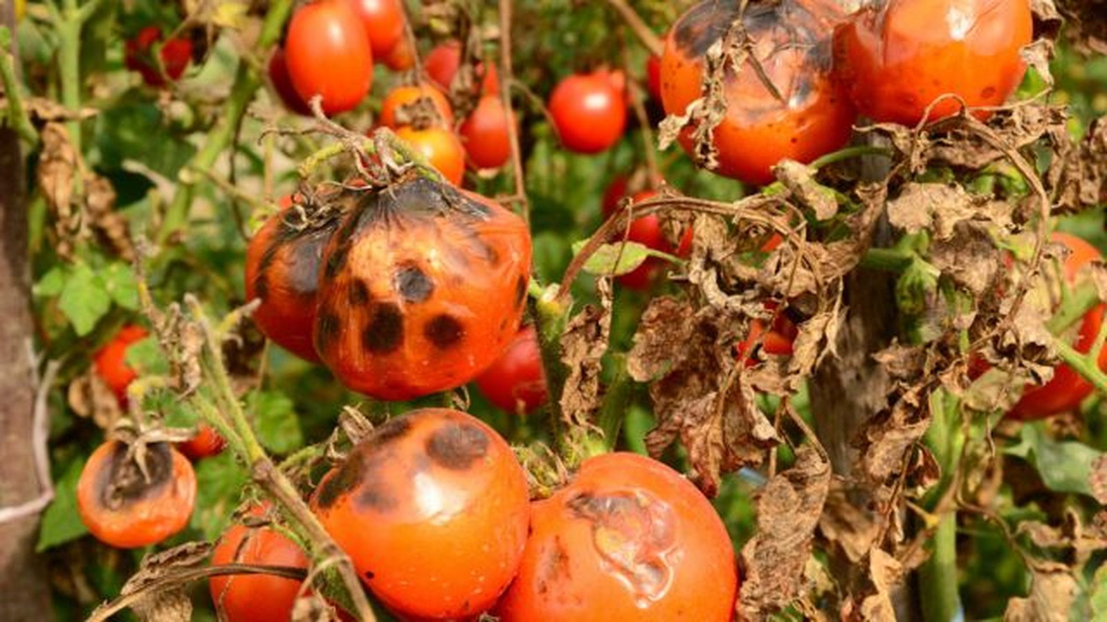 tizon tardio del tomate tizon tardio del tomate