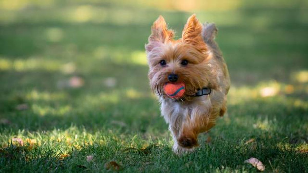 cuidados especificos razas pequenas perros actividad