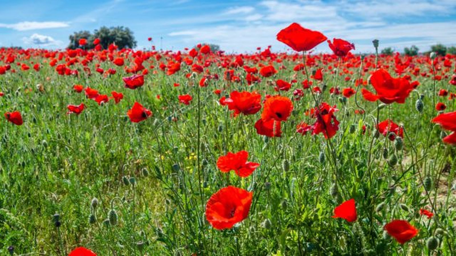 campo de amapolas en primavera campo de amapolas en primavera