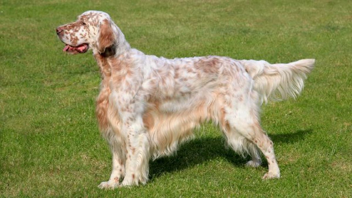 razas de perros favoritas de los espanoles 2