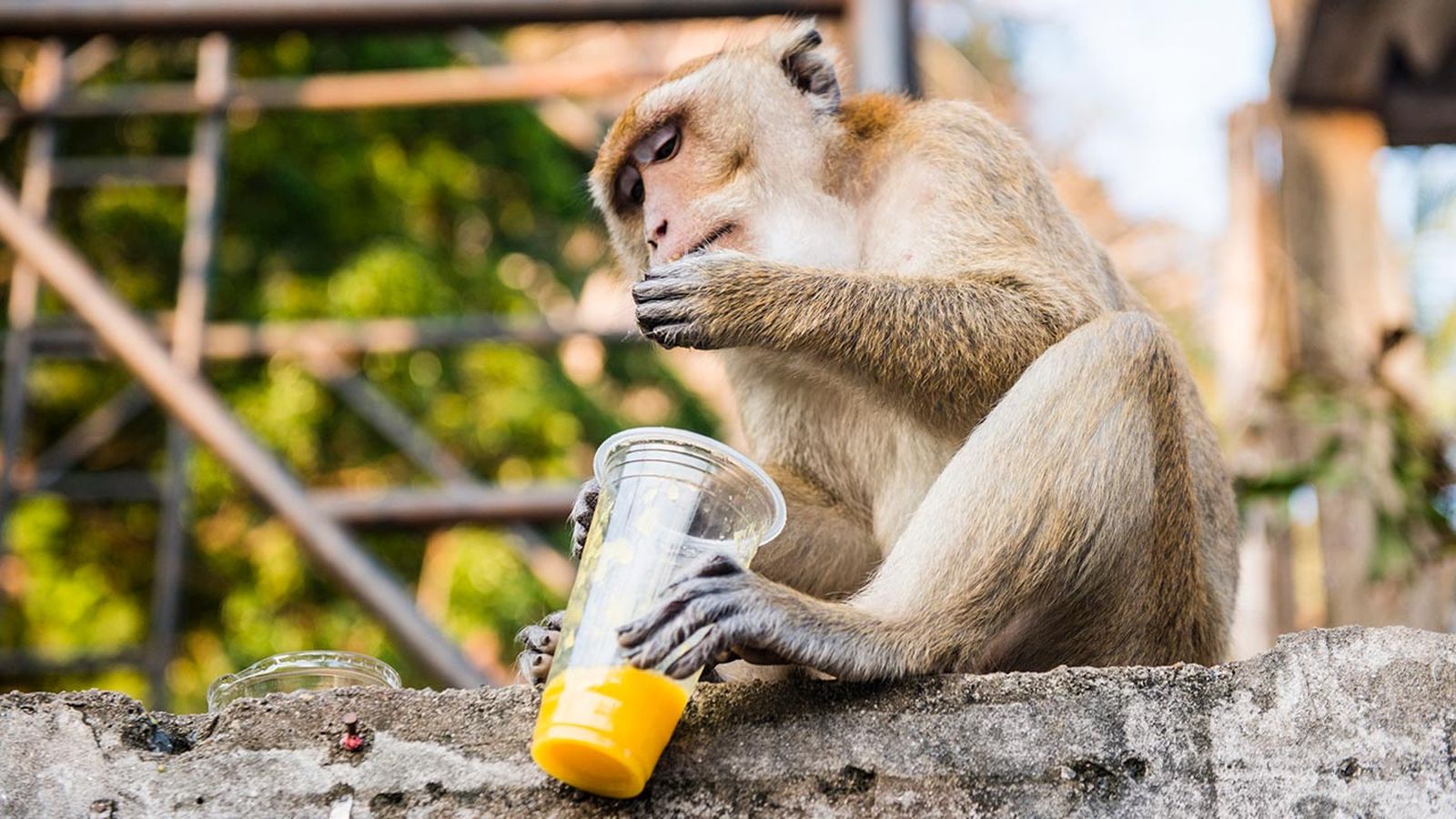 monos alcoholicos portada