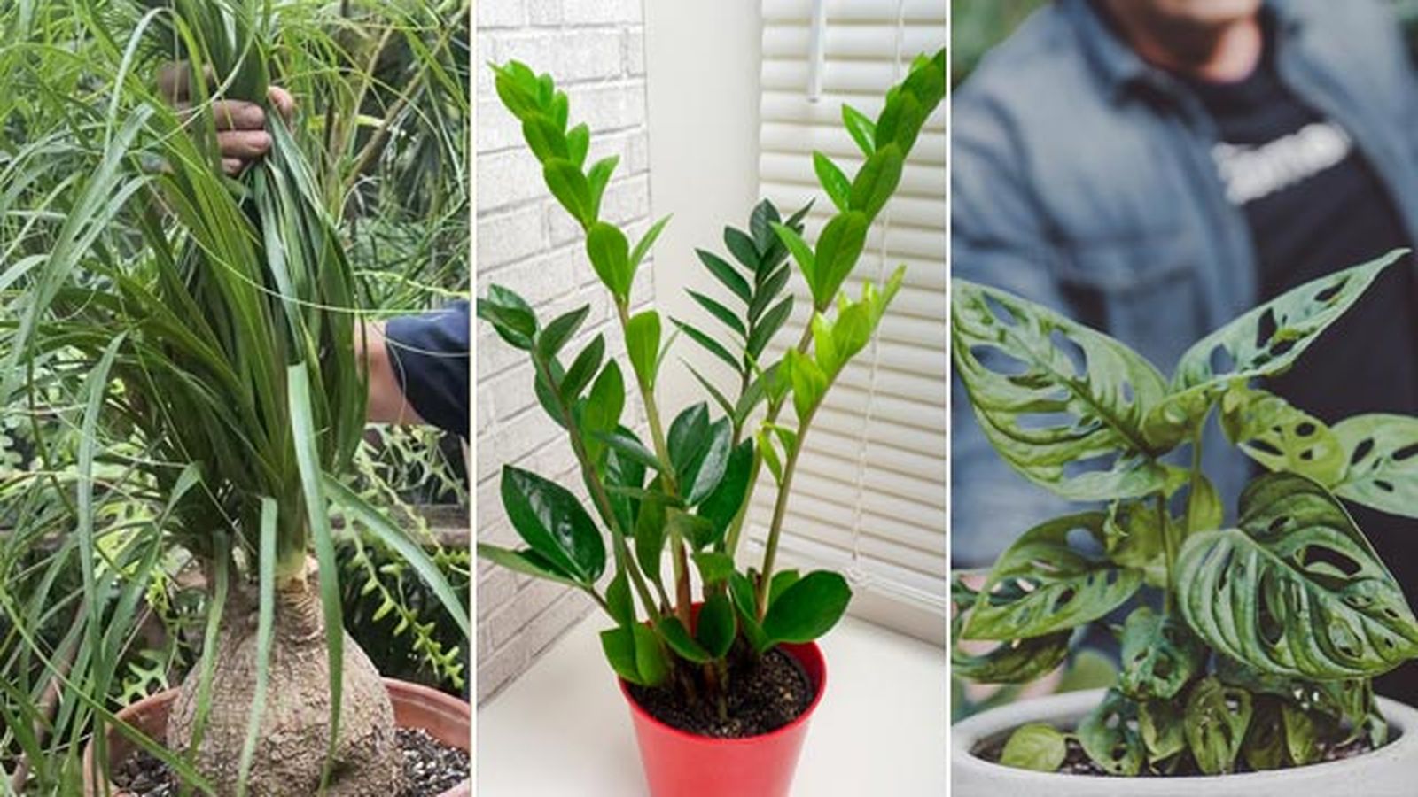 plantas san solterin nolina zamioculca monstera adansonii plantas san solterin nolina zamioculca monstera adansonii