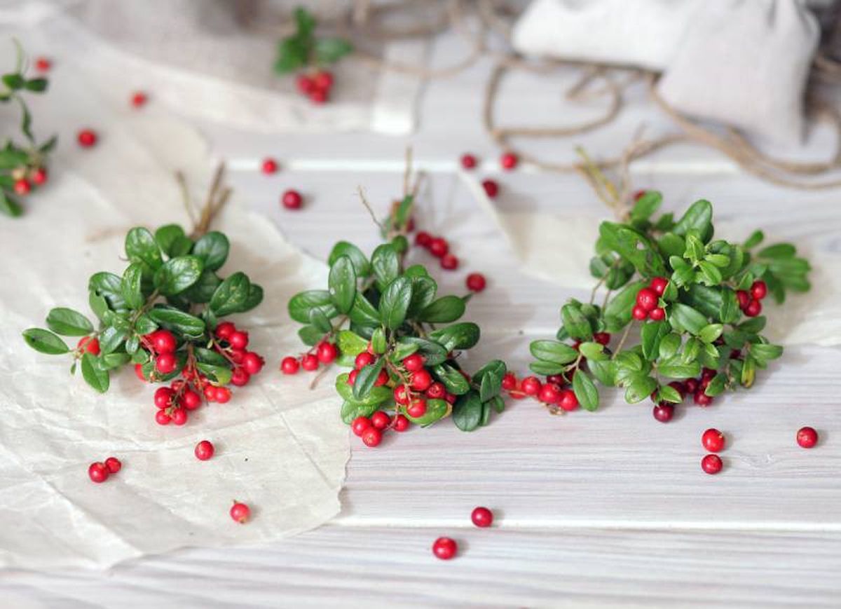 Ramas con bayas rojas