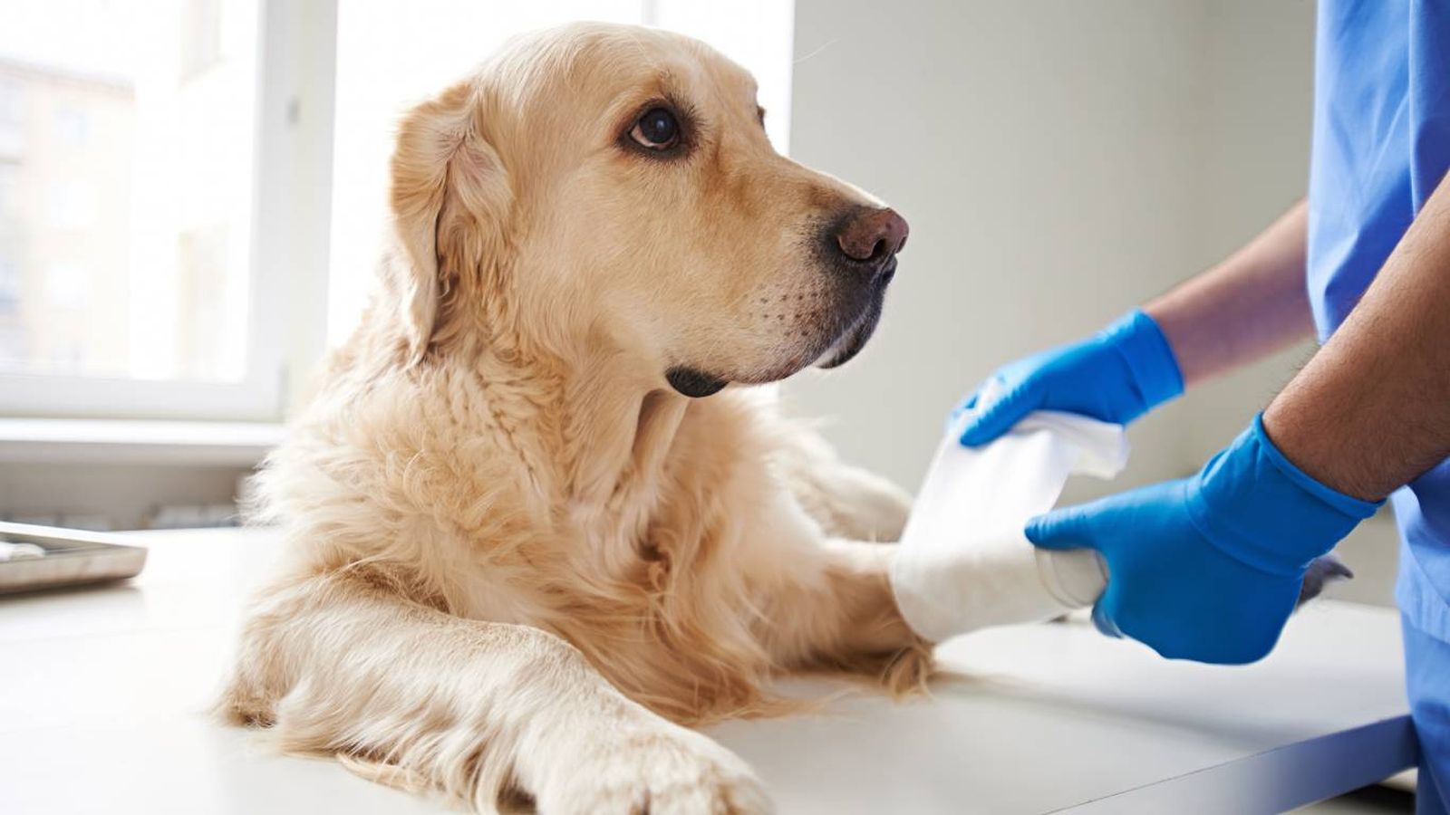 La pronta recuperación de nuestra mascota tras una operación  dependerá mucho de los cuidados que reciba.