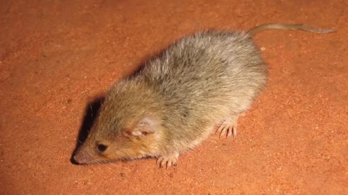 animales que empiezan por w wongai ningaui