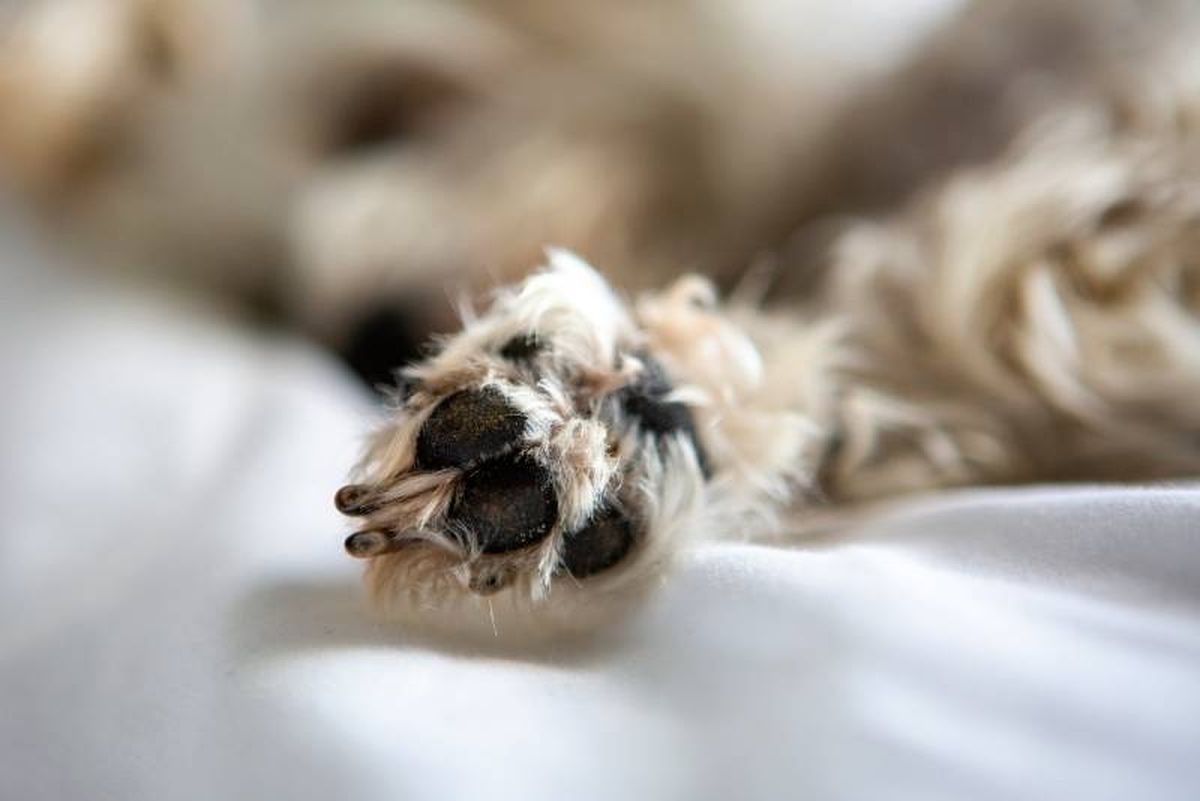 A la hora de elegir el tamaño del neumático, dependerá de cómo es tu mascota.