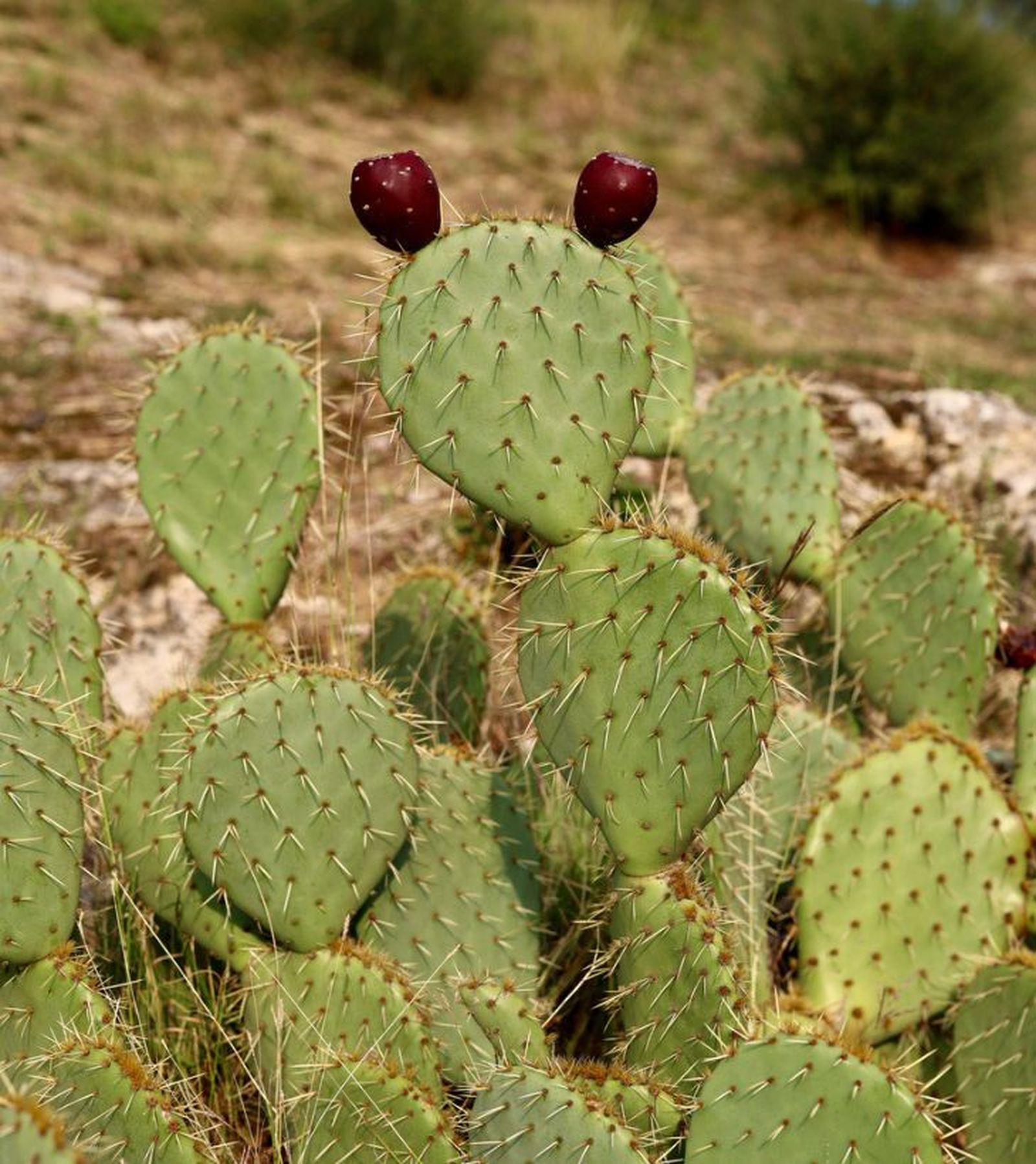 Opuntia ficus indica chumbera cladiolos Opuntia ficus indica chumbera cladiolos