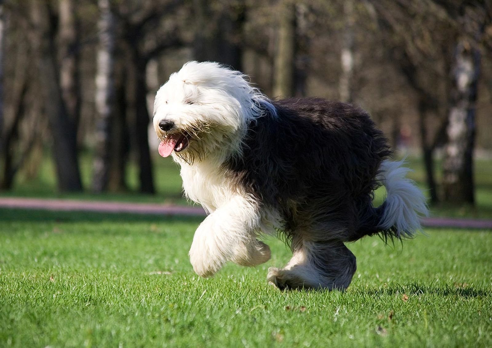 mascotas perros raza bobtail 4 mascotas perros raza bobtail 4