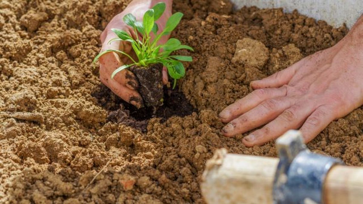 trasplante en el jardin