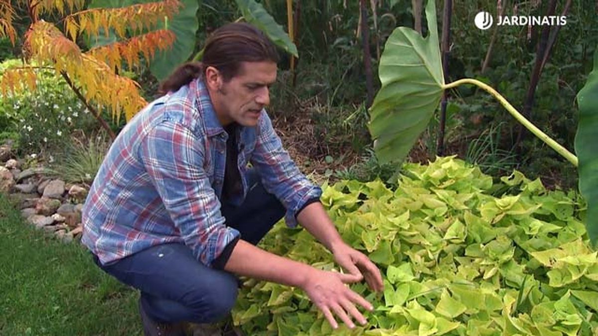 Ipomea hybrida jardinatis 22 20