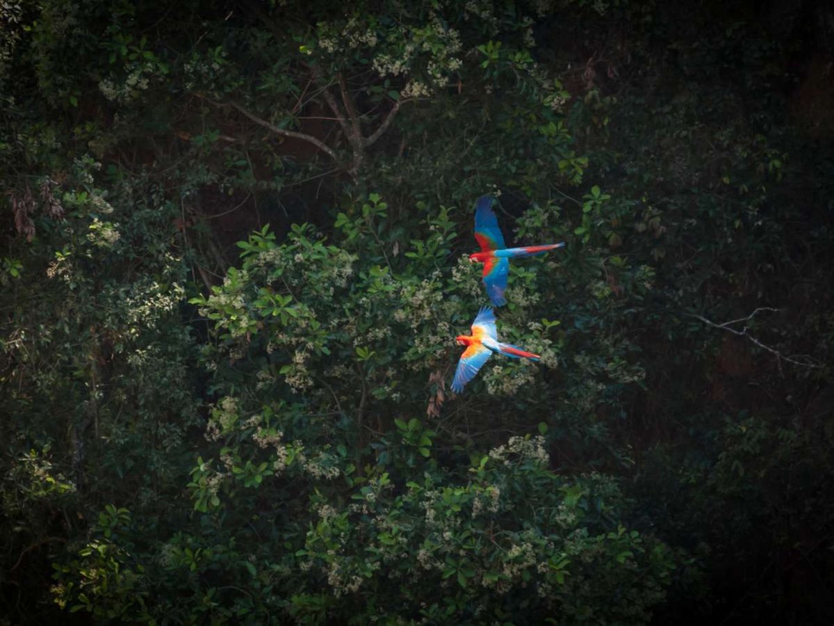 Guacamayo rojo volando.
