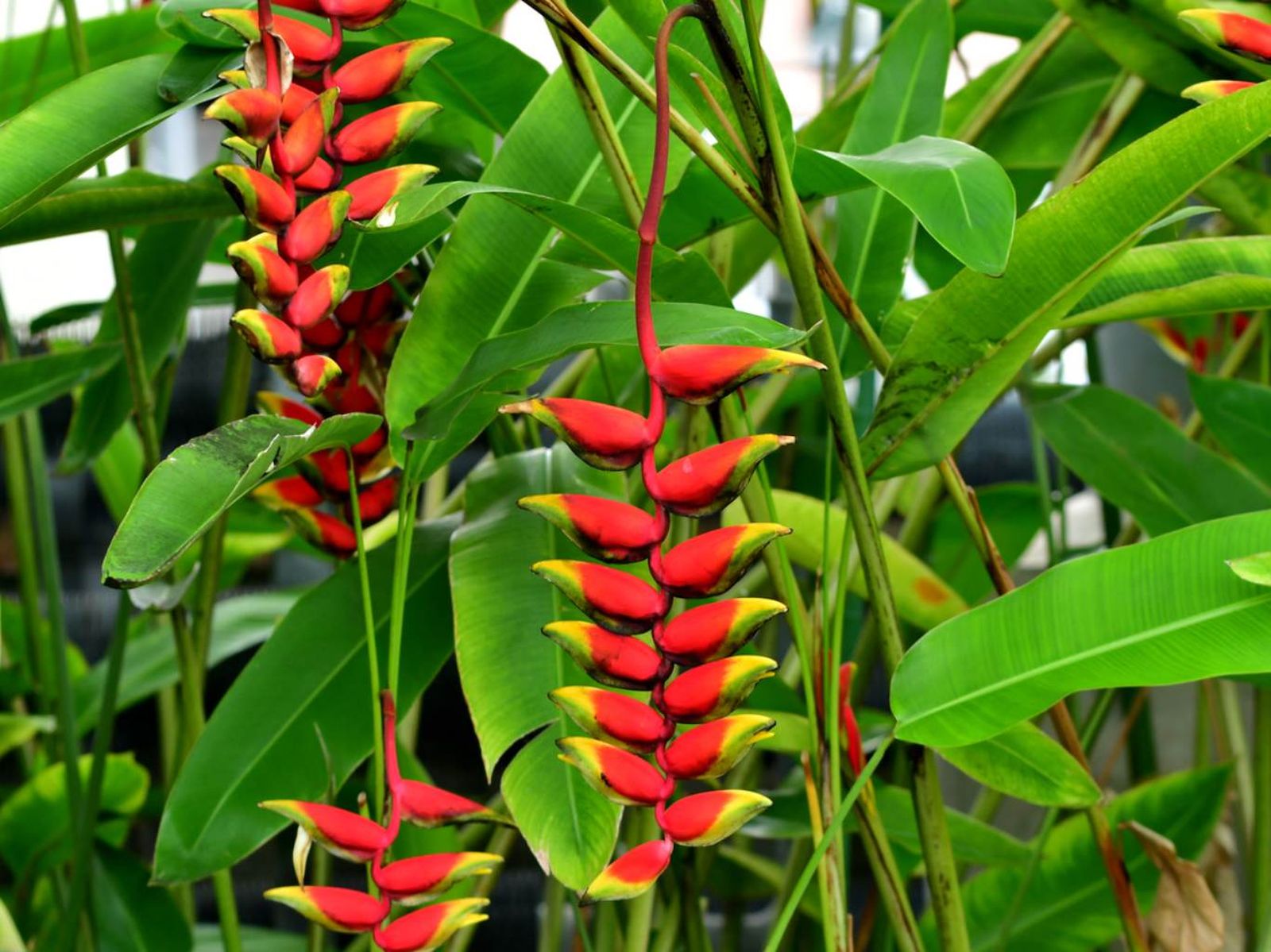 Heliconia rostrata. Heliconia rostrata.