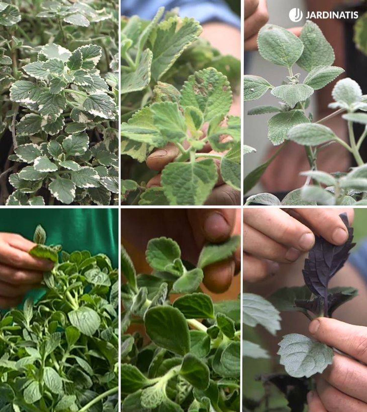 variedades de plectranthus