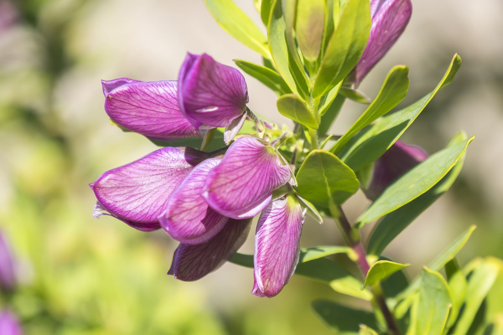 Polygala 05