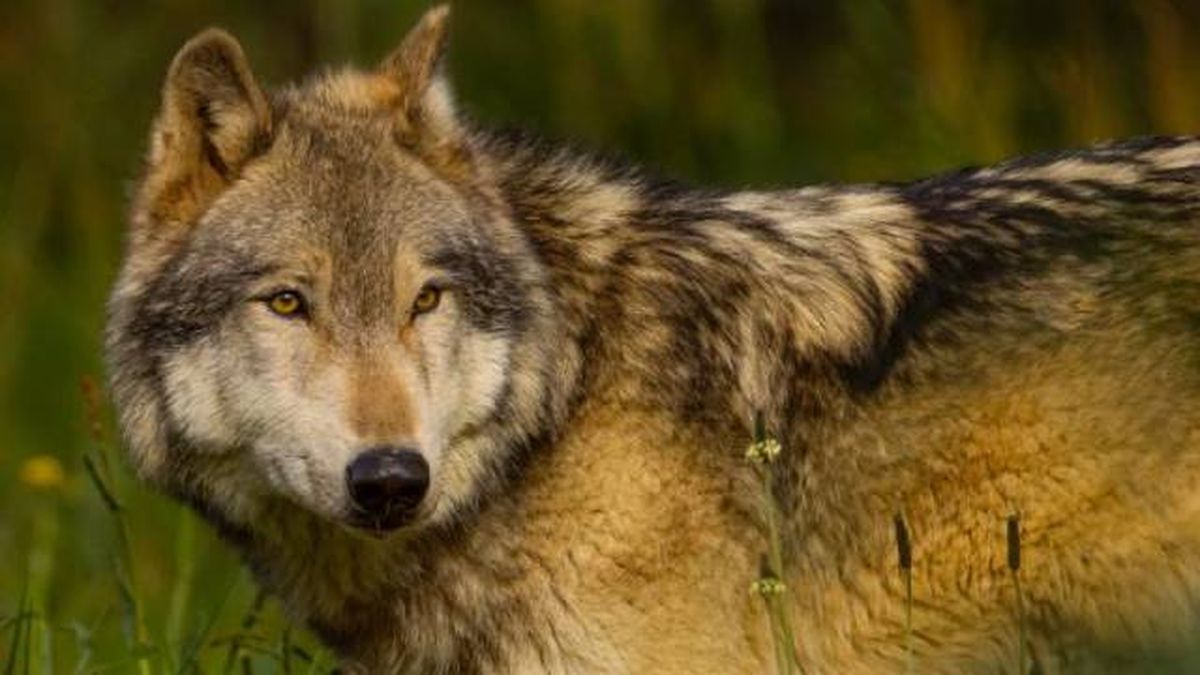 animales karpin centro acogida fauna silvestre lobo