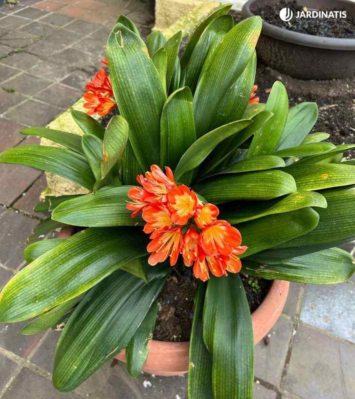 clivia miniata jardinatis