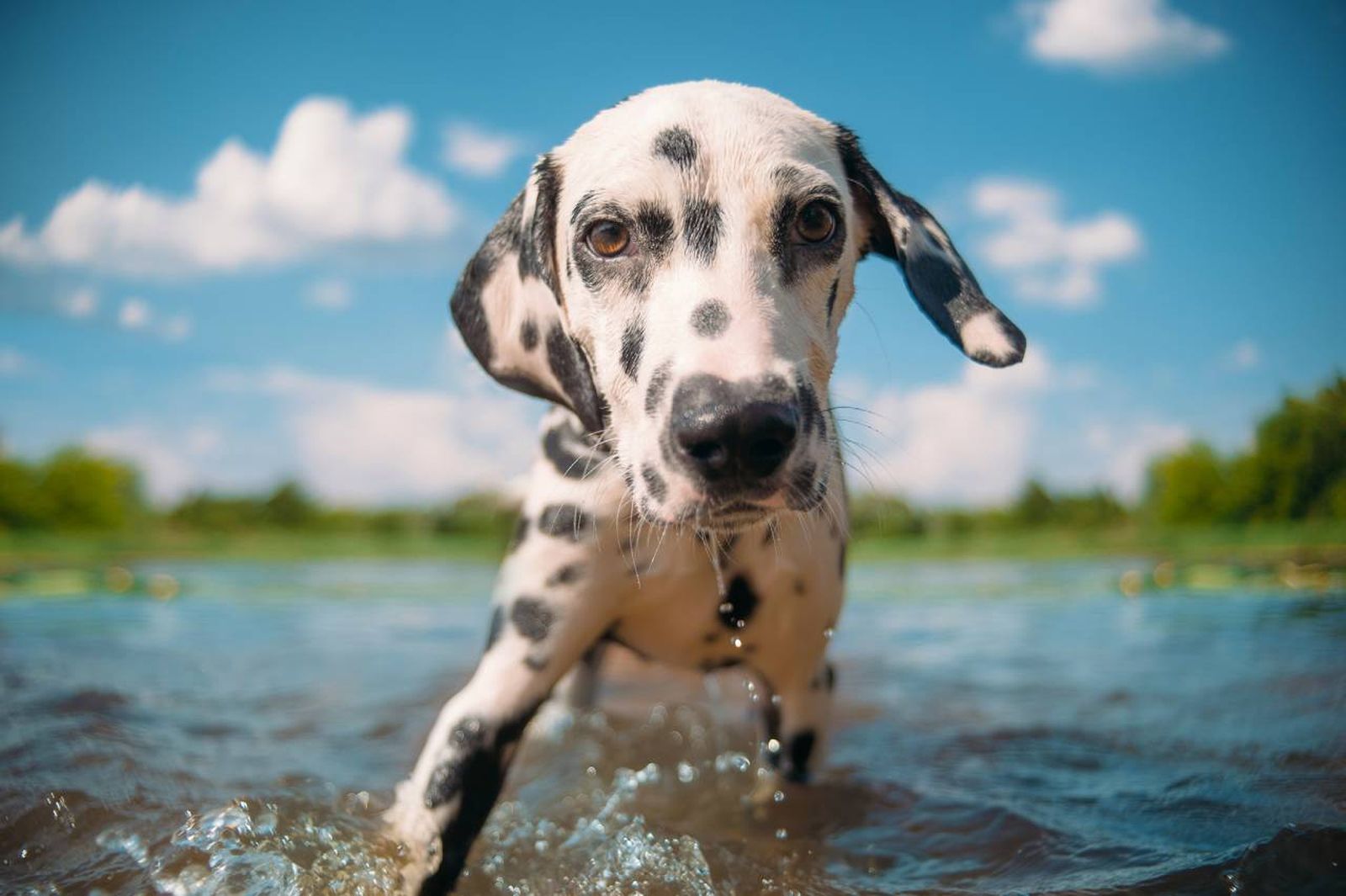 ¿Quieres saber más sobre los perros medianos? Cada uno tiene su origen y sus características