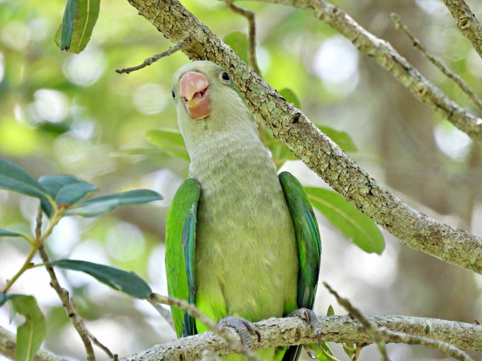La cotorra común (Myiopsitta monachus) o catita procede de Sudamérica.