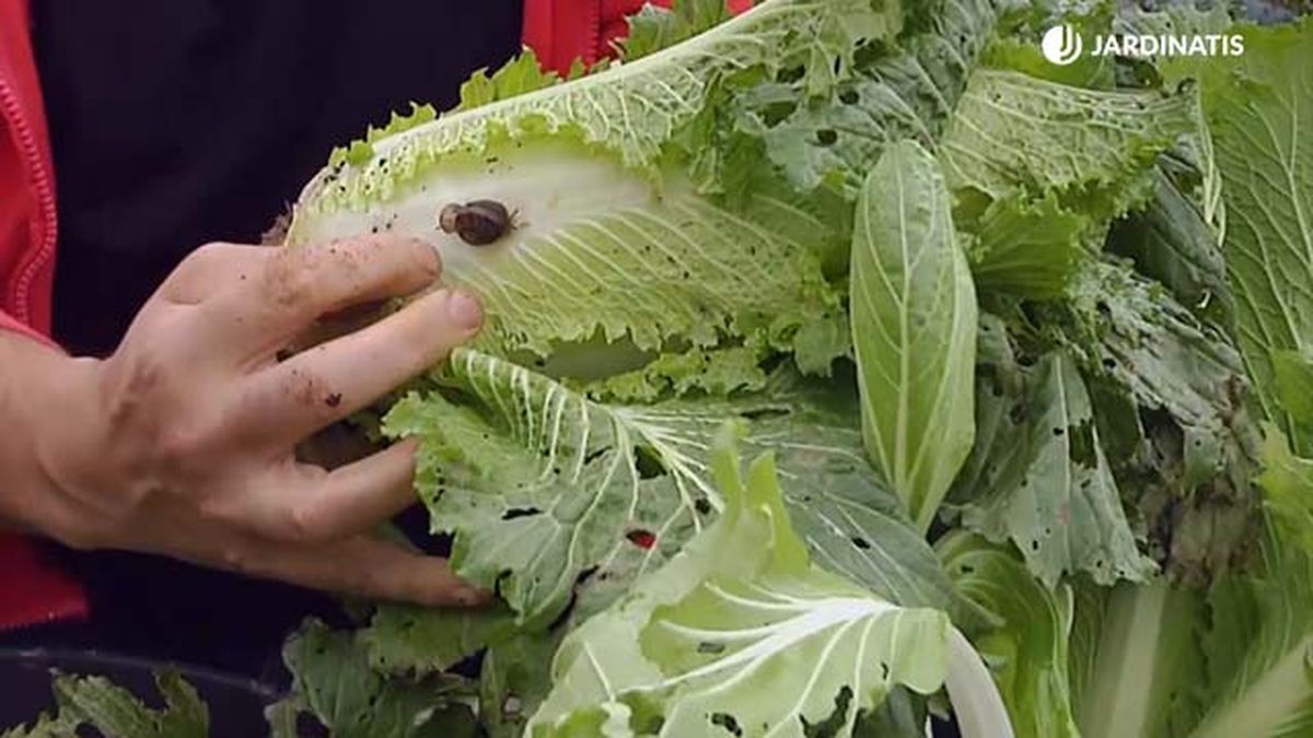 Pe Tsai col china brico767