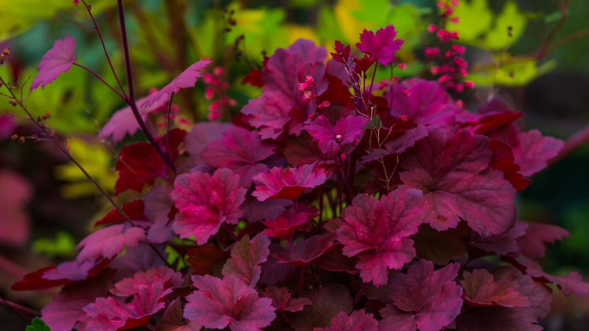 La heuchera destaca por su espectacular follaje en tonos verdes, morados, rosas y dorados