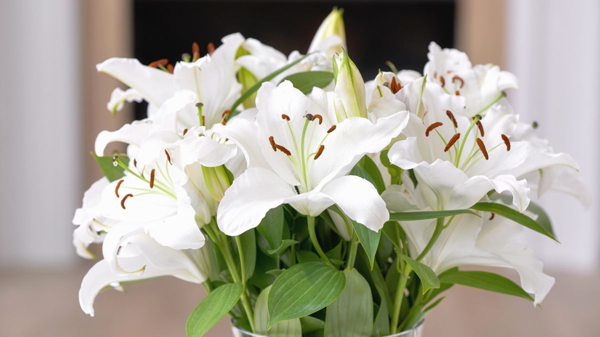 significado color lirios san valentin