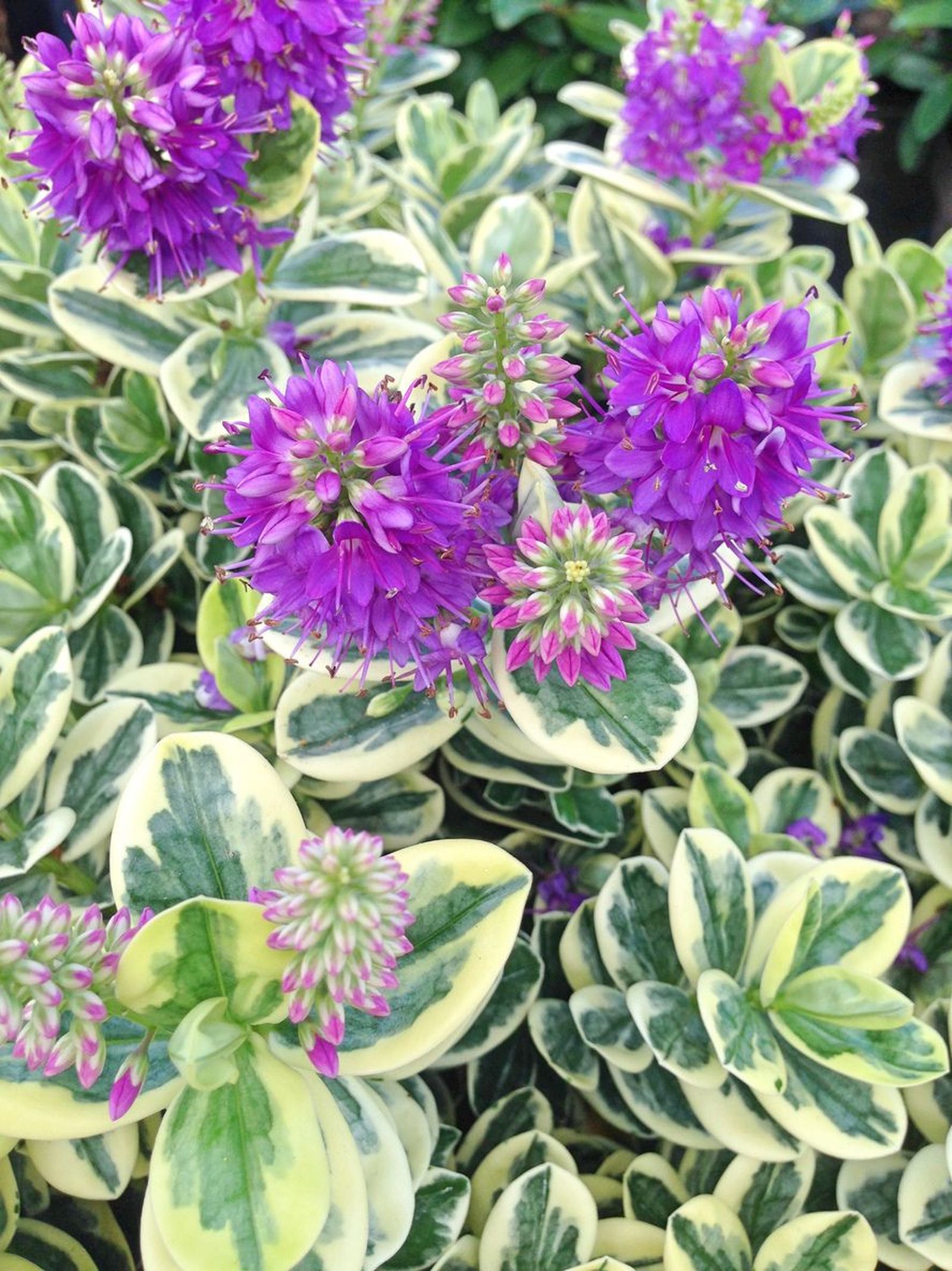 Hebe speciosa hojas Hebe speciosa hojas