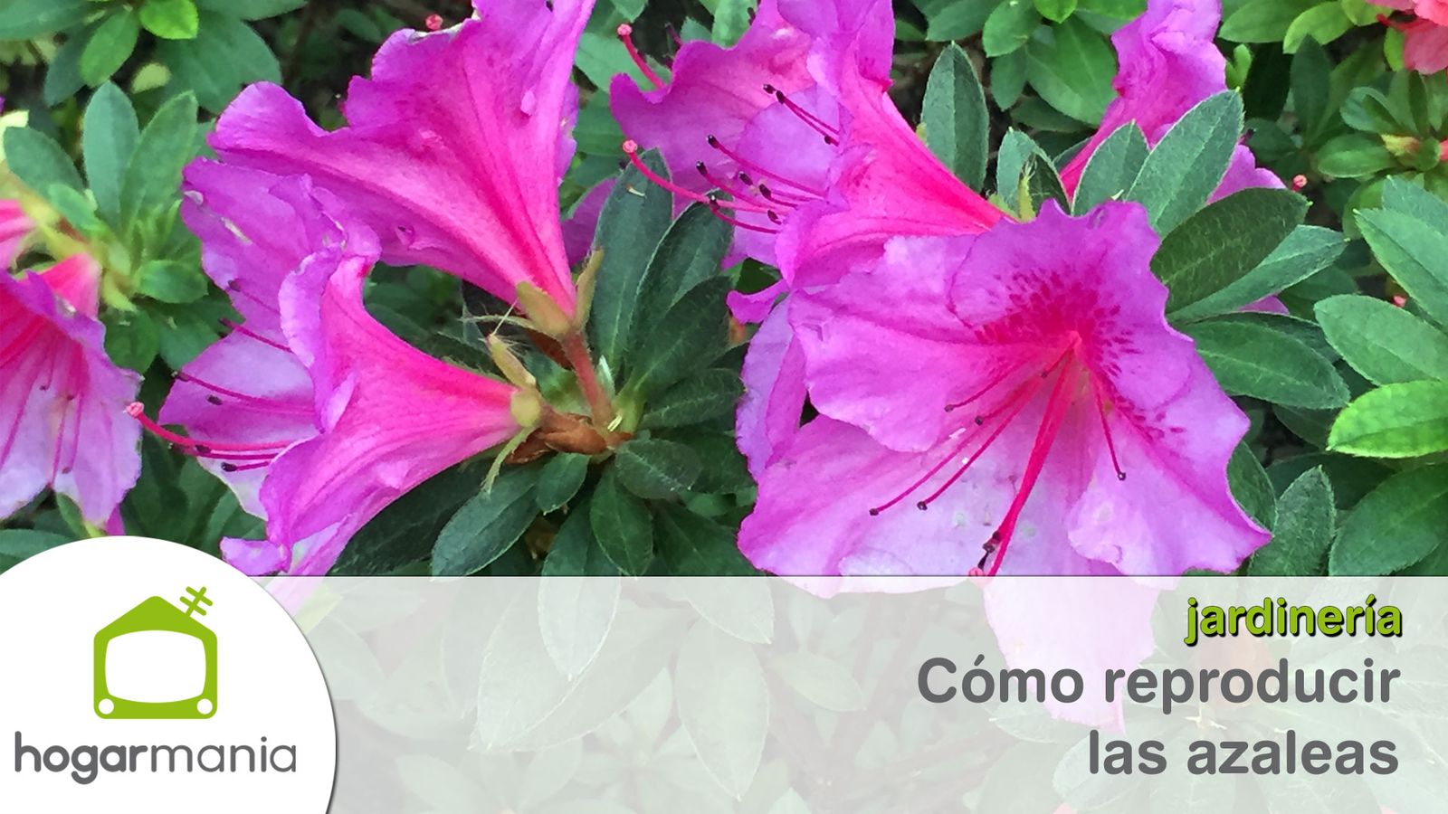 como reproducir azaleas xl