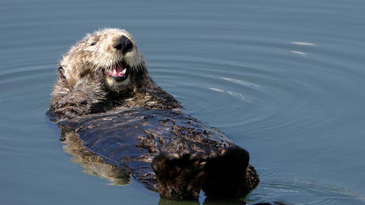 animales felices 20 nutria marina