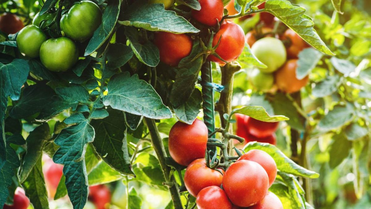 Planta de tomate maduro