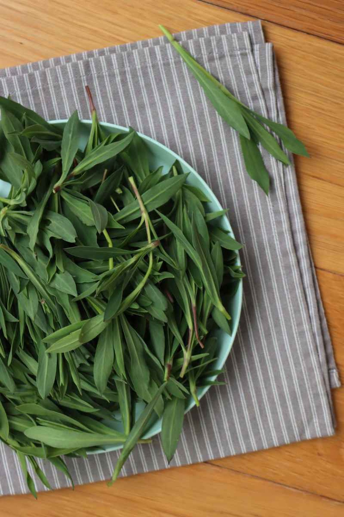 Brotes jóvenes de collejas.