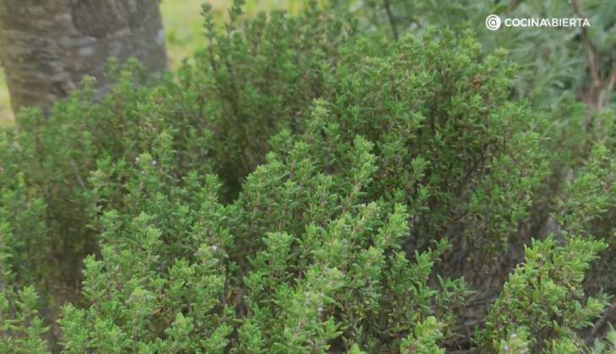 tomillo