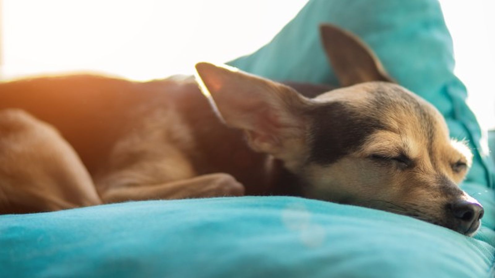 como saber si mi perro tiene fiebre 5 como saber si mi perro tiene fiebre 5