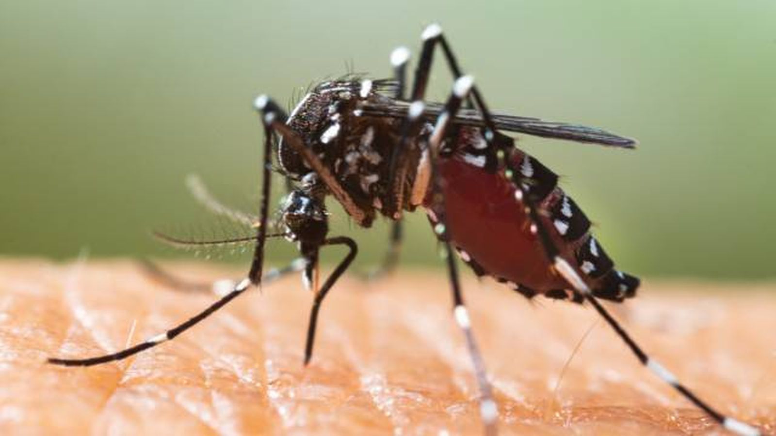 Mosquito tigre Aedes albopictus Mosquito tigre Aedes albopictus