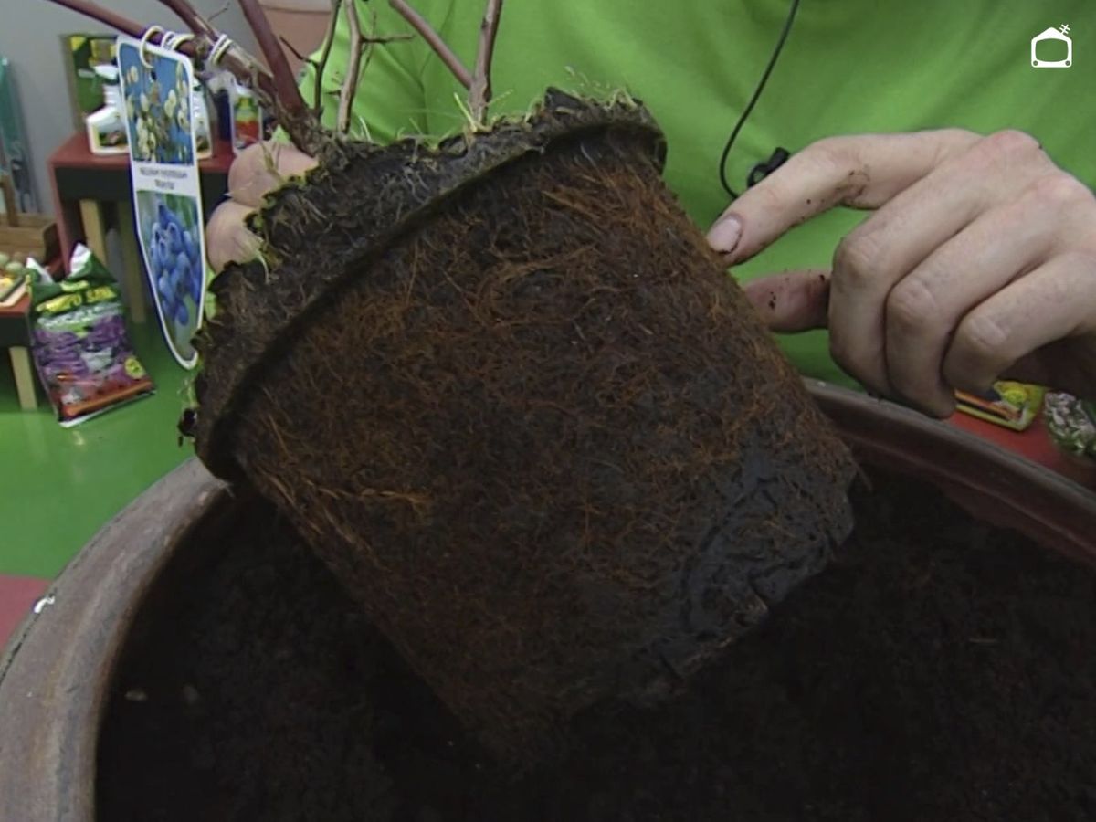 Raíces finitas del arándano.