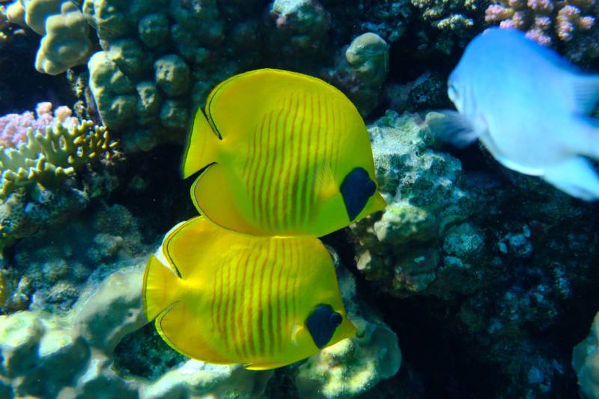 Los peces mariposa se alimentan de coral, pequeños crustáceos, esponjas marinas, algas y plancton.
