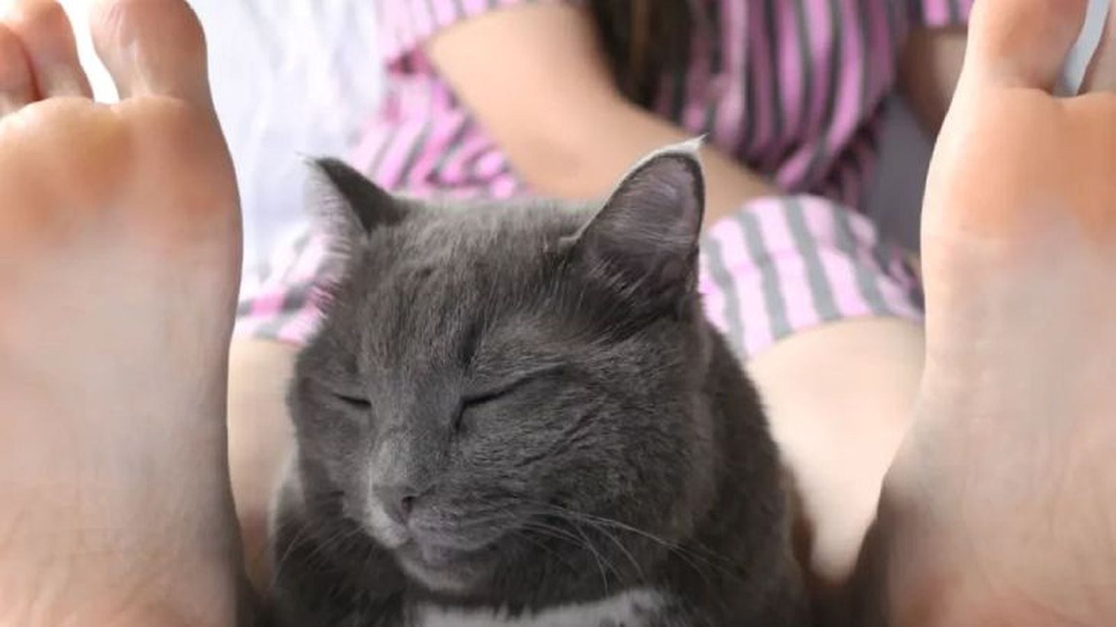 por que mi gato duerme entre mis piernas 4 por que mi gato duerme entre mis piernas 4