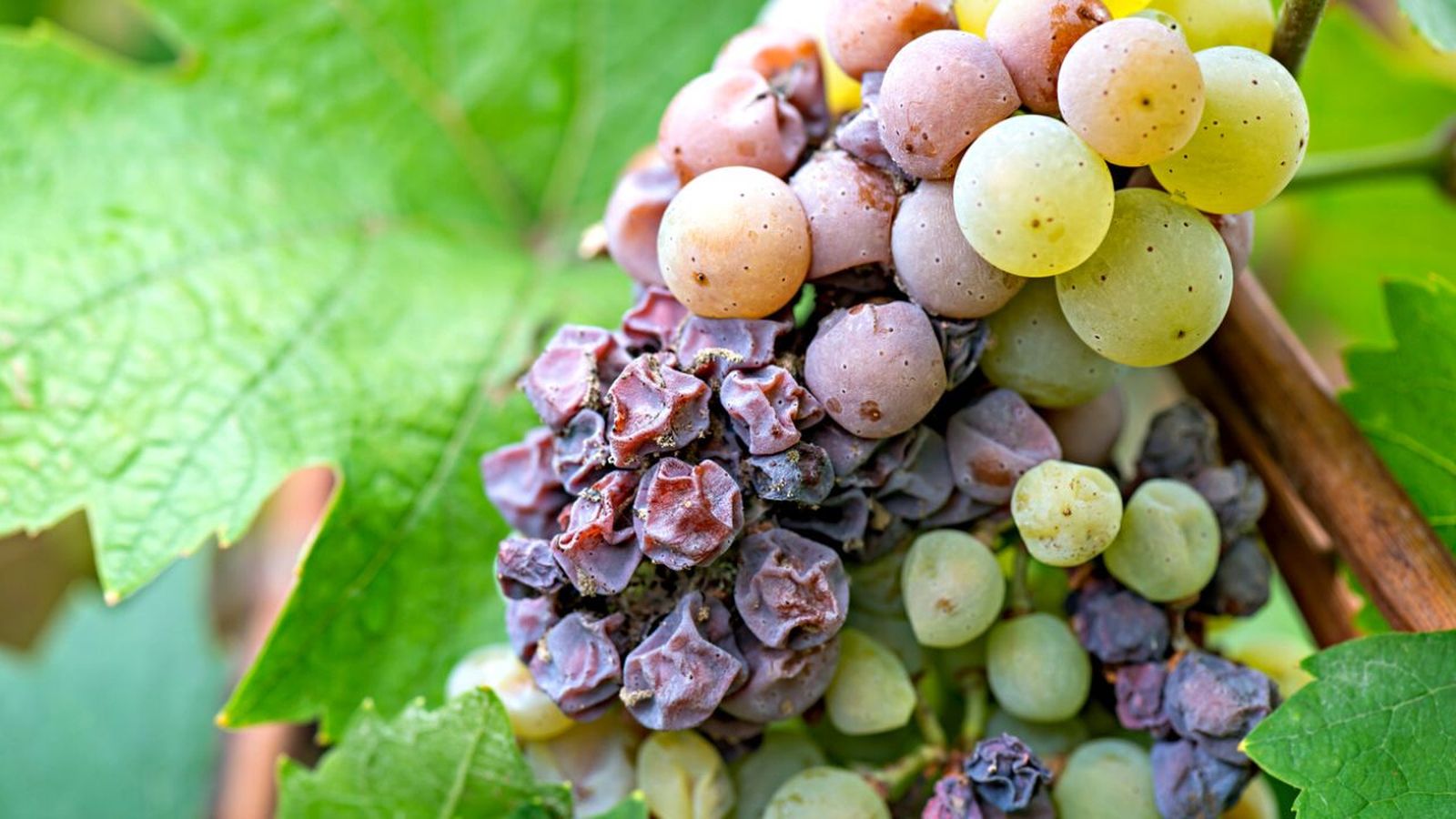 botrytis sintomas y tratamiento de este hongo en las plantas