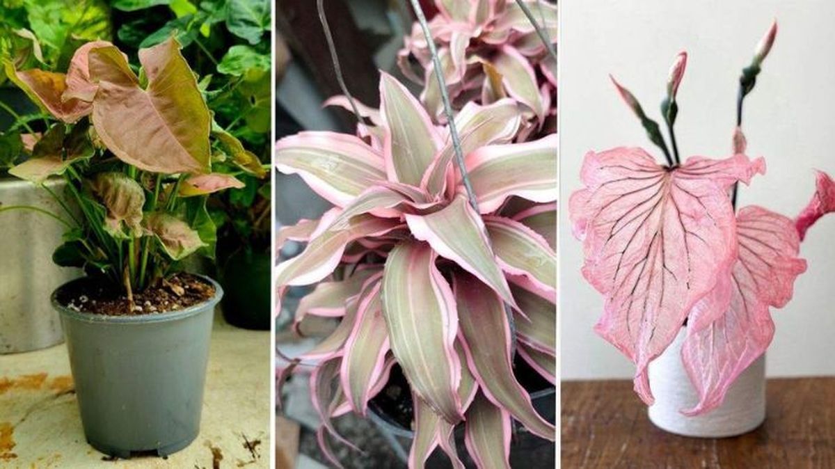 plantas rosas syngonium cryptanthus caladium