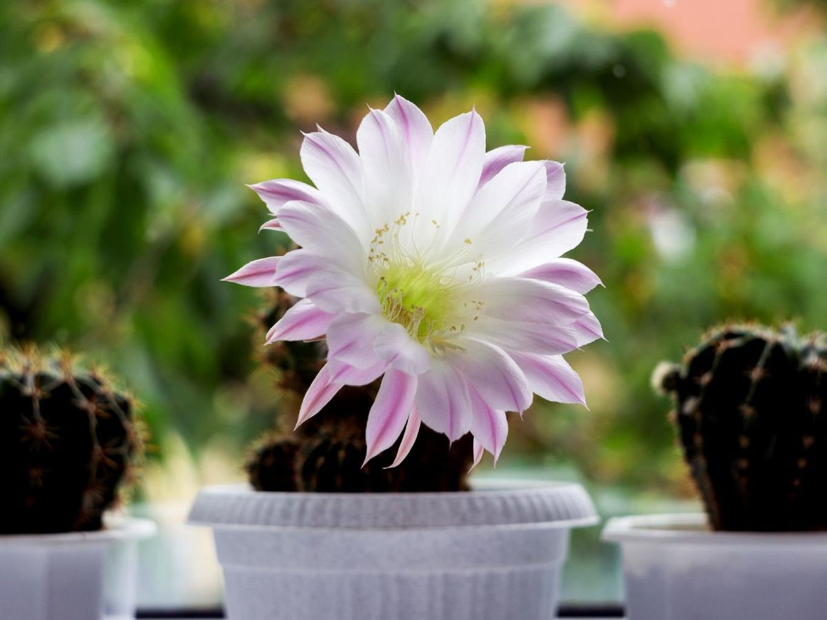 Echinopsis oxygona