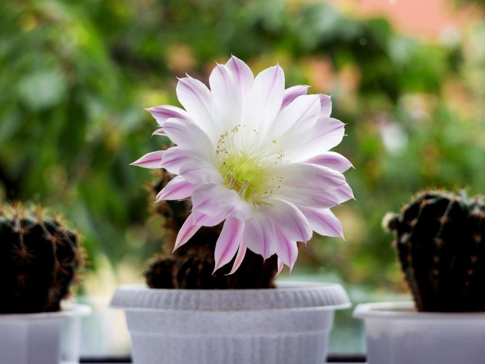Echinopsis oxygona