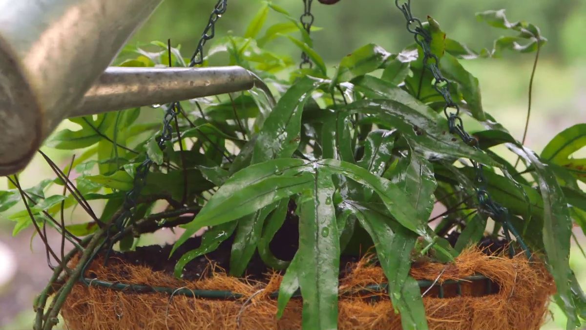 Bricomania 919 3 plantacion helechos colgantes helecho riego