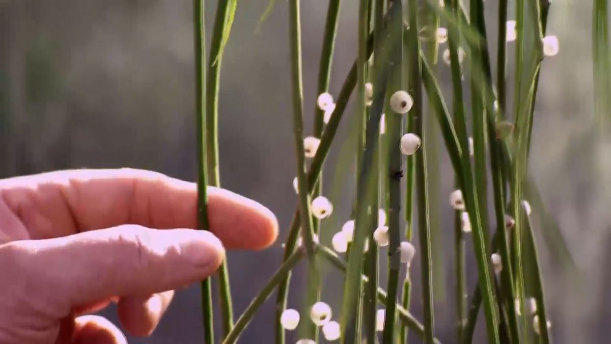 deco 691 variedades rhipsalis cilindrico semillas