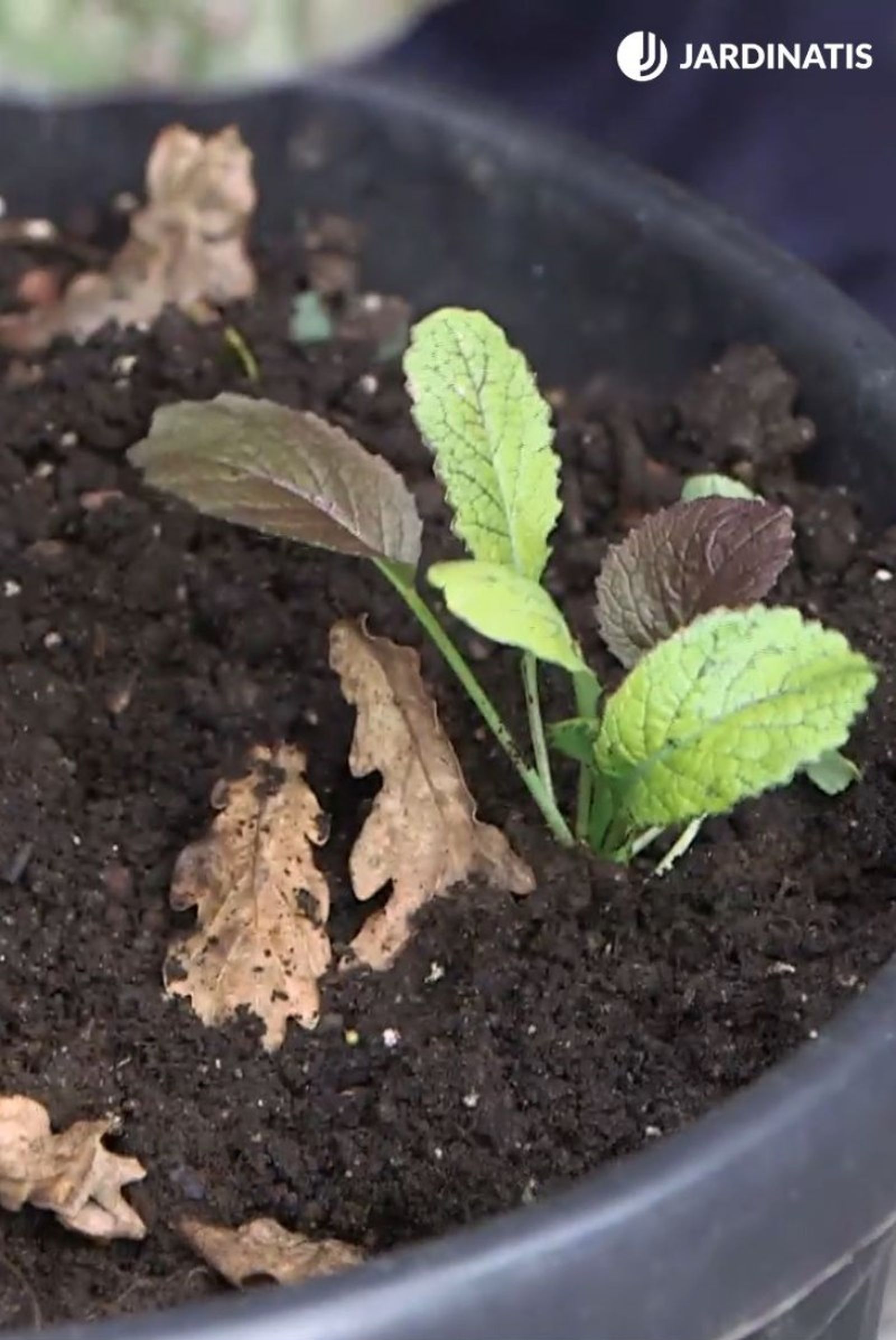 Mizuna (ensalada japonesa) Mizuna (ensalada japonesa)