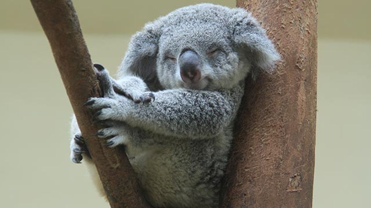 animales felices 8 koala