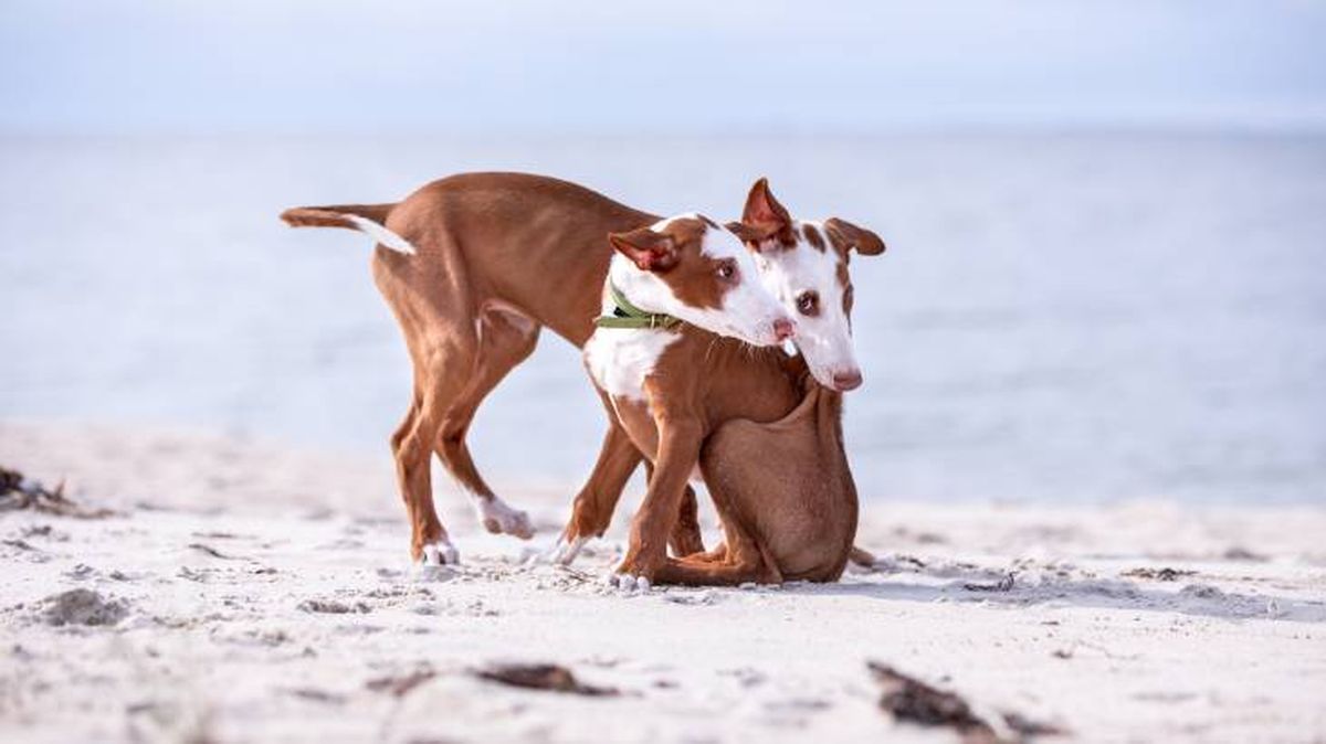 podenco ibicenco curiosidades