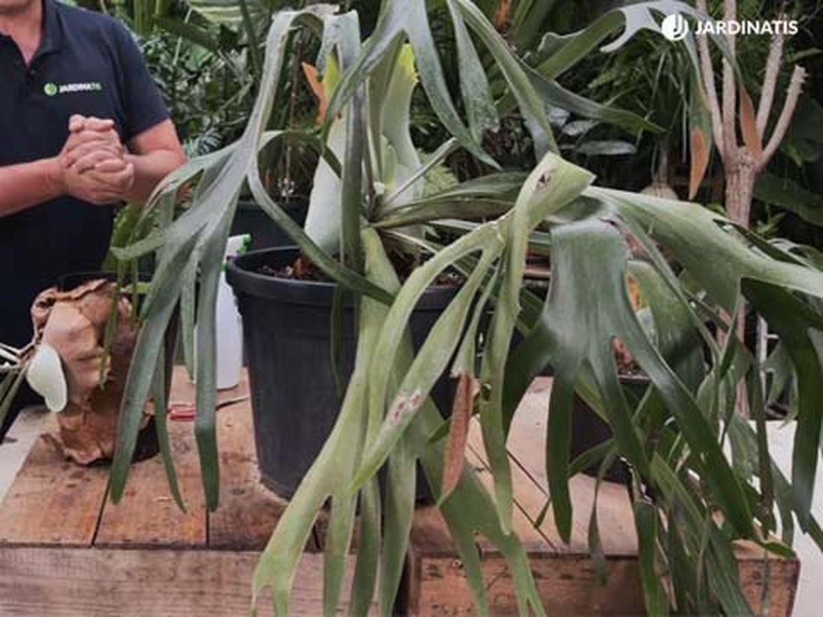 cuerno de alce helecho caracteristicas jardinatis